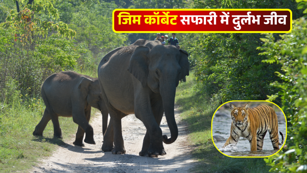 Jim Corbett Safari